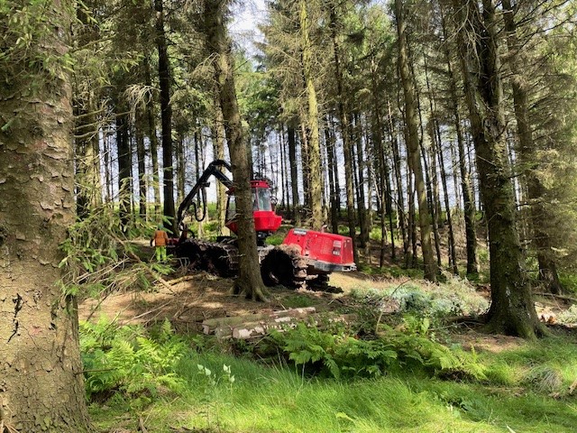 Final thinning of mature spruce in Raisedale